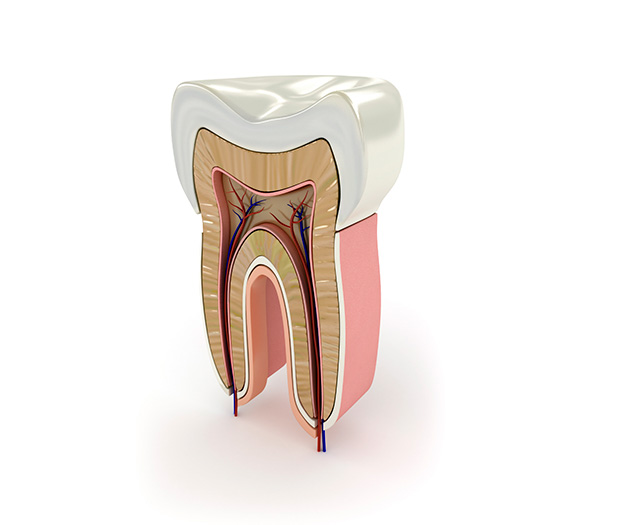 muela para endodonciar | endodoncia las rozas en sesiones